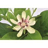 Livraison plante - Arbre aux anémones - ↨30cm - Ø19cm - plante d'extérieur fleurie