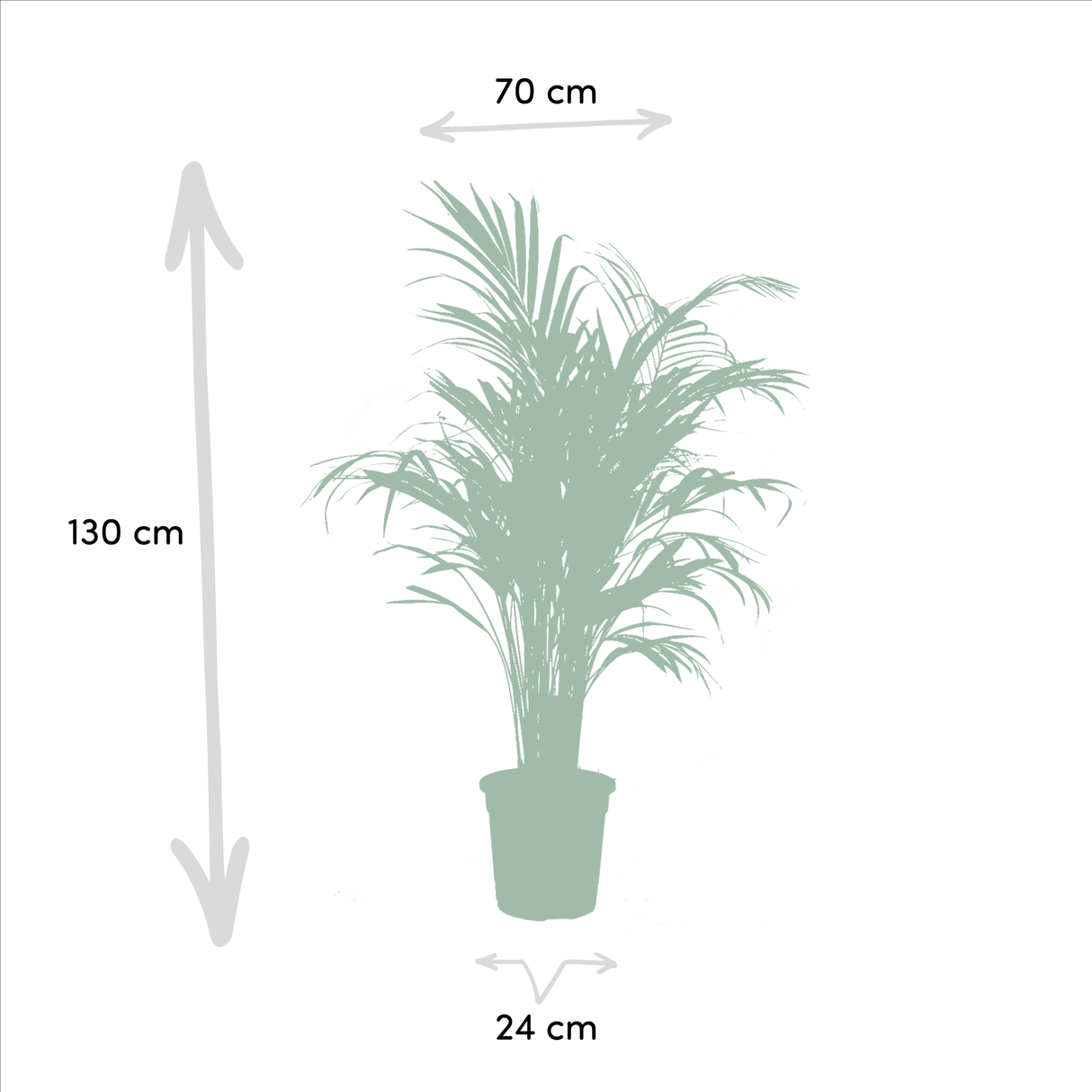 Palmier Areca et son panier naturel h130cm