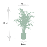 Livraison plante - Areca, Yucca, duo de plantes - très grandes plantes d'intérieur