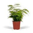 Livraison plante - Asparagus Plumosus - h35cm, Ø12cm - plante d'intérieur