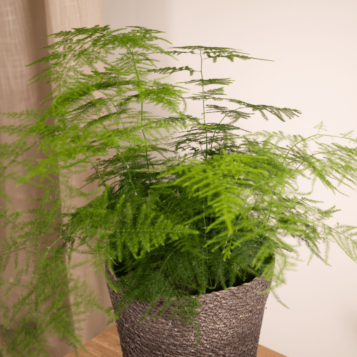 Livraison plante - Asparagus Plumosus - h45cm, Ø17cm - plante d'intérieur