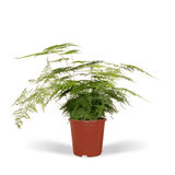 Livraison plante - Asparagus Plumosus - h45cm, Ø17cm - plante d'intérieur