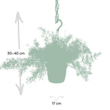 Livraison plante - Asparagus Sprengeri Hang - h35cm, Ø17cm - plante d'intérieur tombante