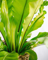 Livraison plante - Asplenium Nidus