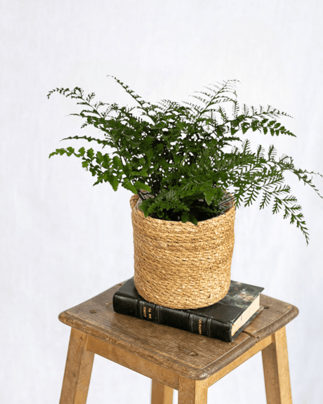 Livraison plante - Asplenium Parvati - h30cm, Ø17cm - plante d'intérieur