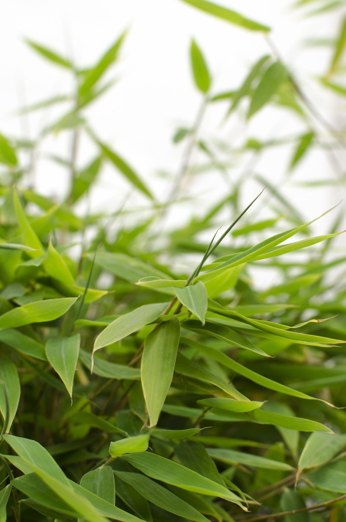 Livraison plante - Bambou - Fargesia 'Moontars'® boobux - ↨70cm - Ø29 - plante d'extérieur