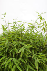 Livraison plante - Bambou - Fargesia 'Moontars'® boobux - ↨70cm - Ø29 - plante d'extérieur