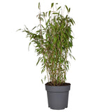 Livraison plante - Bambou - Fargesia Murielae 'Winter Black' - ↨80cm - Ø29 - plante d'extérieur