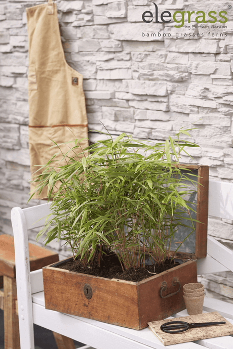 Livraison plante - Bambou - Fargesia Rufa - ↨40cm - Ø14 - plante d'extérieur