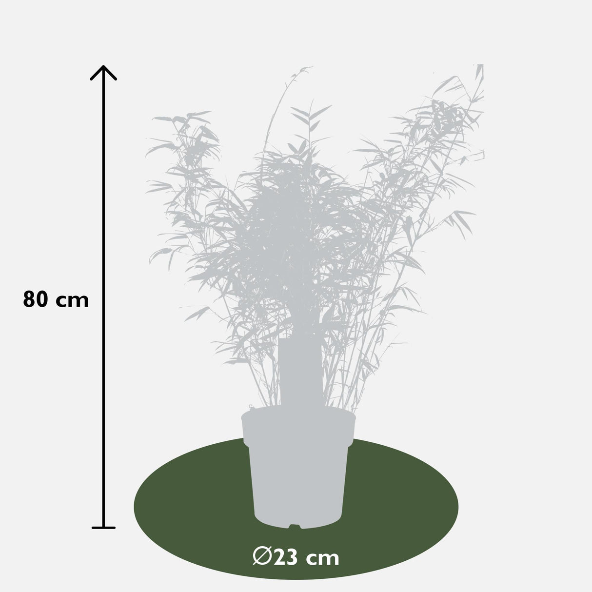 Livraison plante - Bambou Fargesia Rufa - ↨80cm - Ø23 - plante d'extérieur