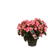 Livraison plante - Begonia rose Betulia Candy
