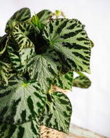 Livraison plante - Begonia Silver Jewell 15cm