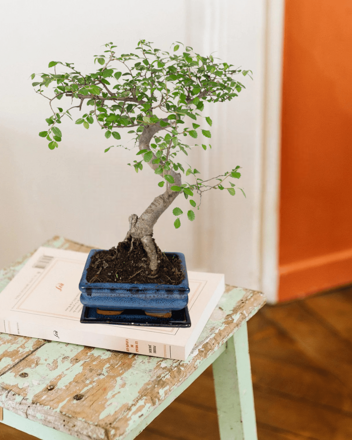 Bonsai H. 23 cm Vert - Plante artificielle et mini serre BUT