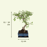 Livraison plante - Bonsaï - h20cm, Ø15cm - plante d'intérieur