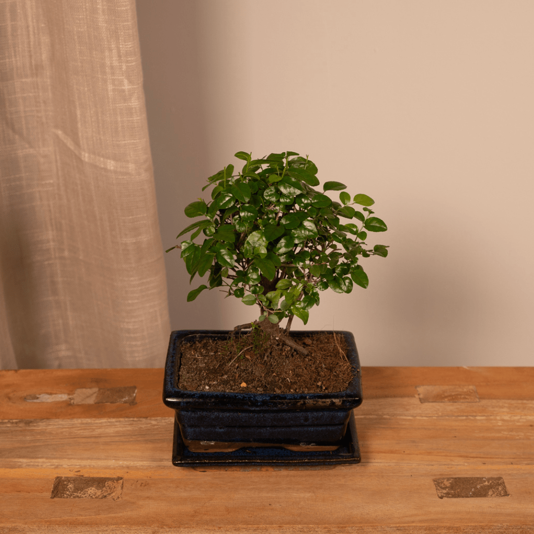 Achat Bonsaï En Ligne - Plante Zen Miniature Pour Votre Maison – La Green  Touch