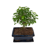 Livraison plante - Bonsaï - h30cm, Ø15cm - plante d'intérieur