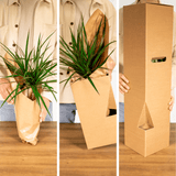 Livraison plante - Bonsaï - h30cm, Ø15cm - plante d'intérieur