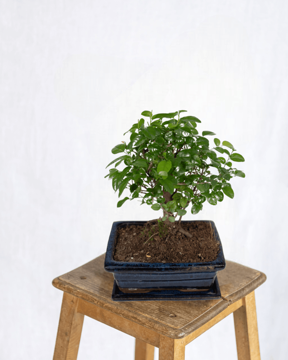 Køb Bonsai Online - Miniature Zen Plant til dit hjem – La Green Touch