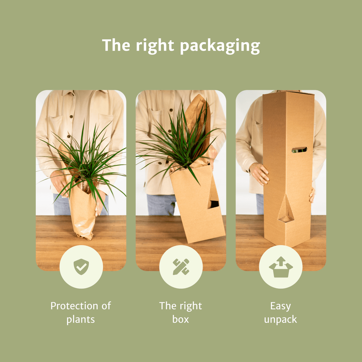 Livraison plante - Box facile d'entretien x4 - plantes d'intérieur facile d'entretien