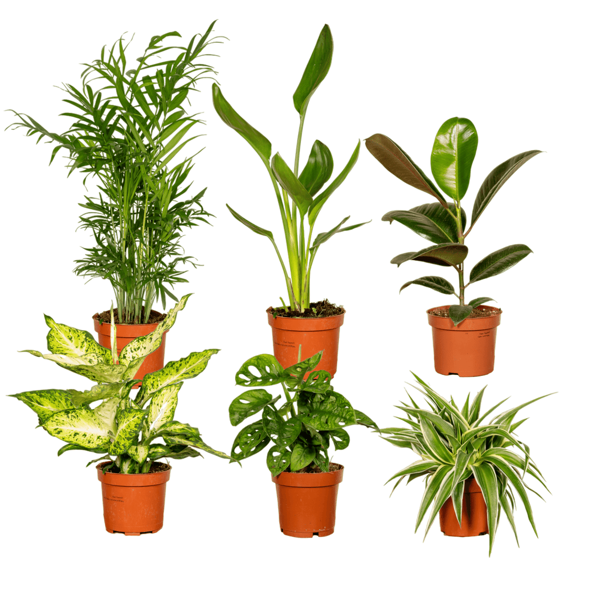 Livraison plante - Box suprise x6 - plantes d'intérieur