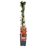 Livraison plante - Buisson Pyracantha coccinea 'Colonne rouge' - ↨65cm - Ø15 - plante d'extérieur