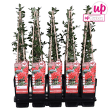 Livraison plante - Buisson Pyracantha coccinea 'Colonne rouge' - ↨65cm - Ø15 - plante d'extérieur