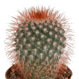 Livraison plante - Cactus, box de 10 plantes - h8cm, Ø5,5cm - cactus et plantes grasses