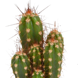 Livraison plante - Cactus, box de 10 plantes - h8cm, Ø5,5cm - cactus et plantes grasses