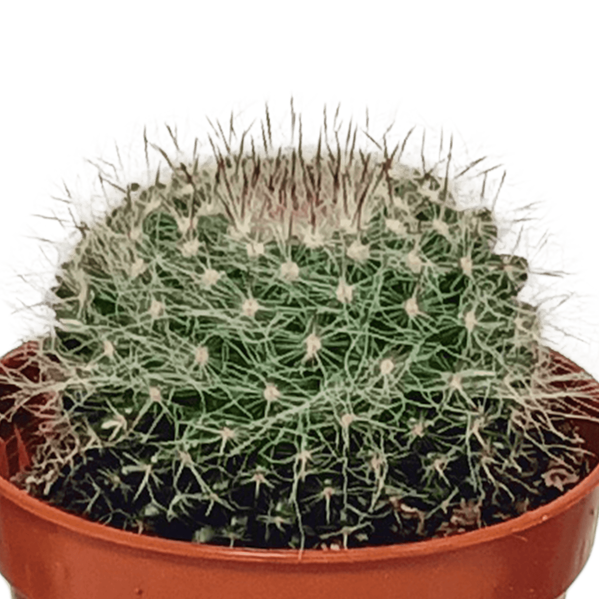 Achetez Votre Cactus Unique - Plante D'intérieur Durable et Élégante – La  Green Touch