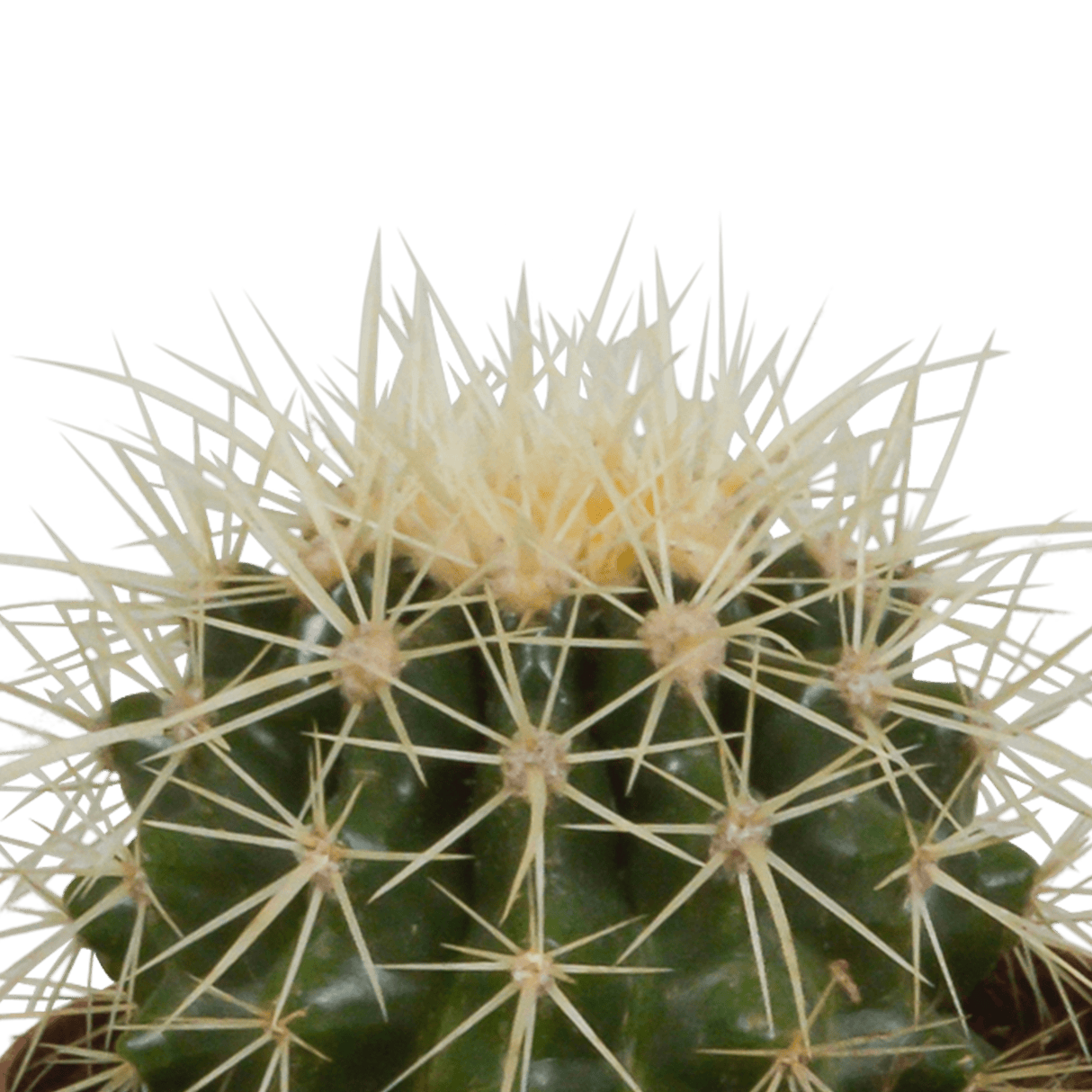 Boîte mystère — Cactus en Ligne