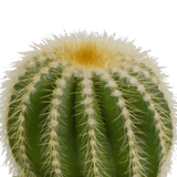 Livraison plante - Cactus, box de 3 plantes - h13cm, Ø8,5cm - plantes d'intérieur