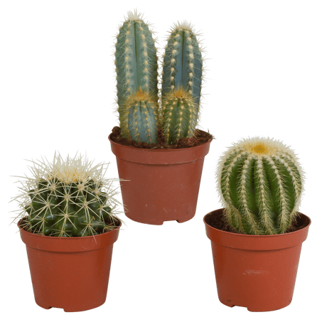 Livraison plante - Cactus, box de 3 plantes - h13cm, Ø8,5cm - plantes d'intérieur