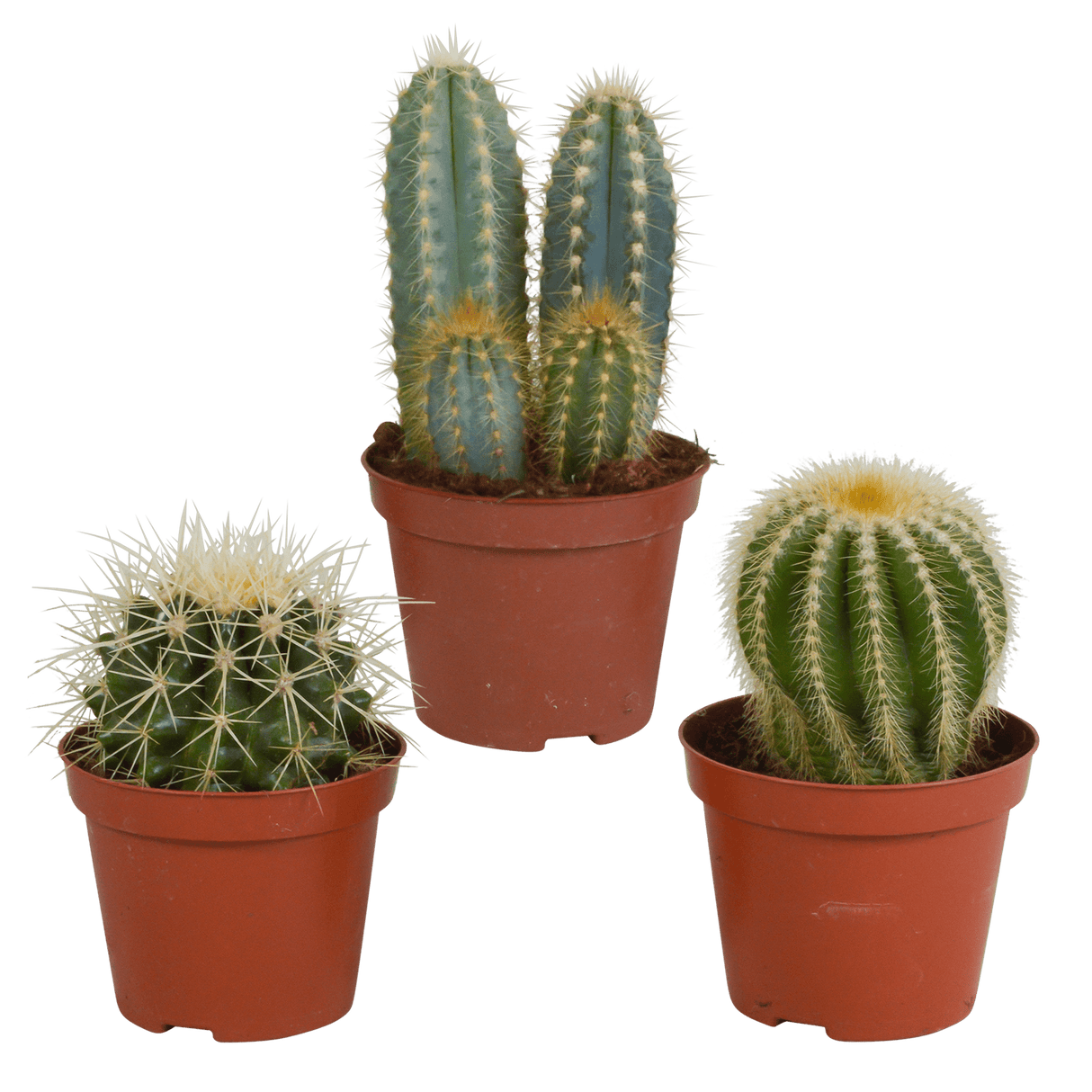 1pc Cactus Design Chat Plante Chat Herbe Grandir Jardinière - Temu Belgium