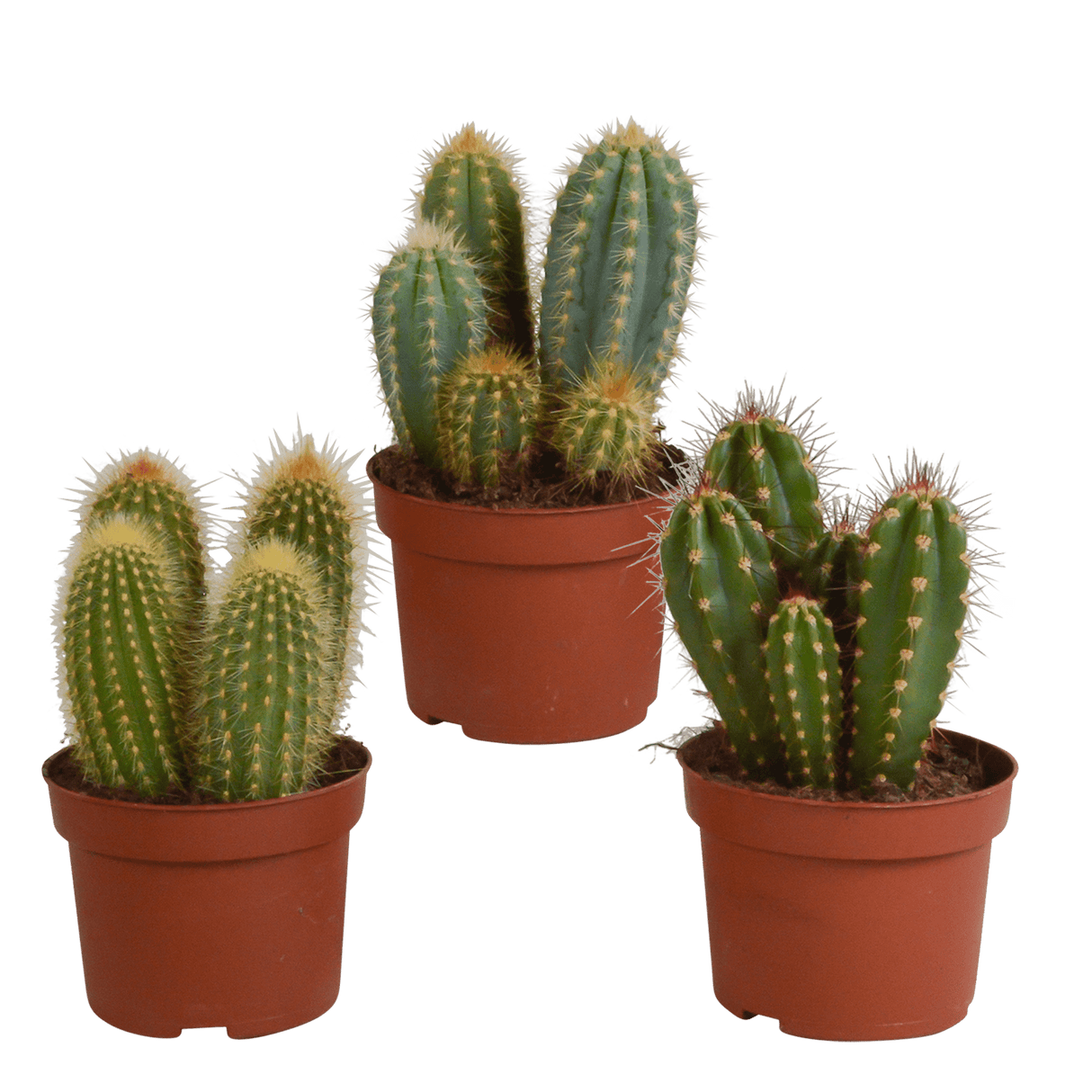 Livraison plante - Cactus, box de 3 plantes - h15cm, Ø10,5cm - cactus d'intérieur