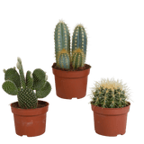 Livraison plante - Cactus, box de 3 plantes - h15cm, Ø10,5cm - plantes d'intérieur