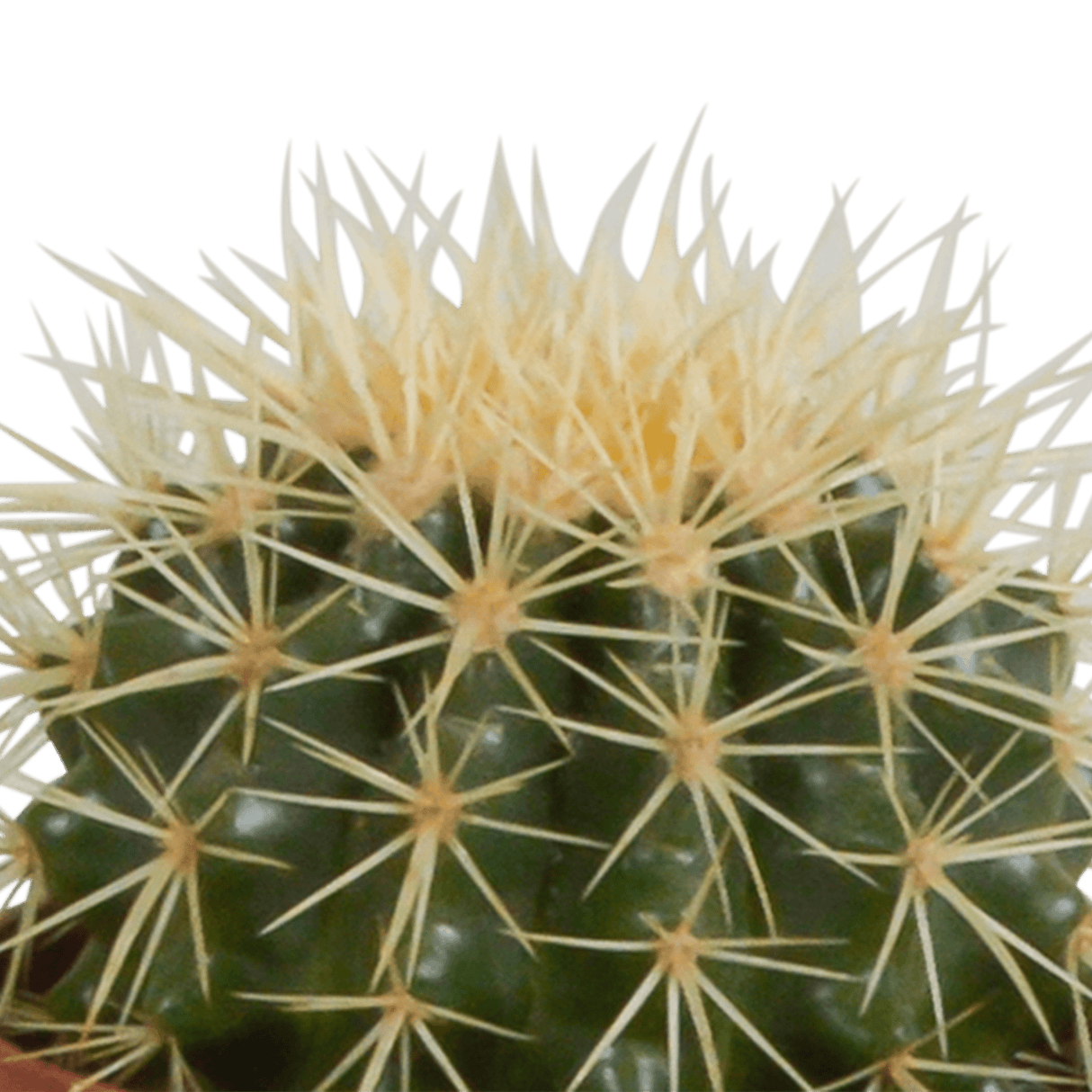 Livraison plante - Cactus, box de 3 plantes - h15cm, Ø10,5cm - plantes d'intérieur