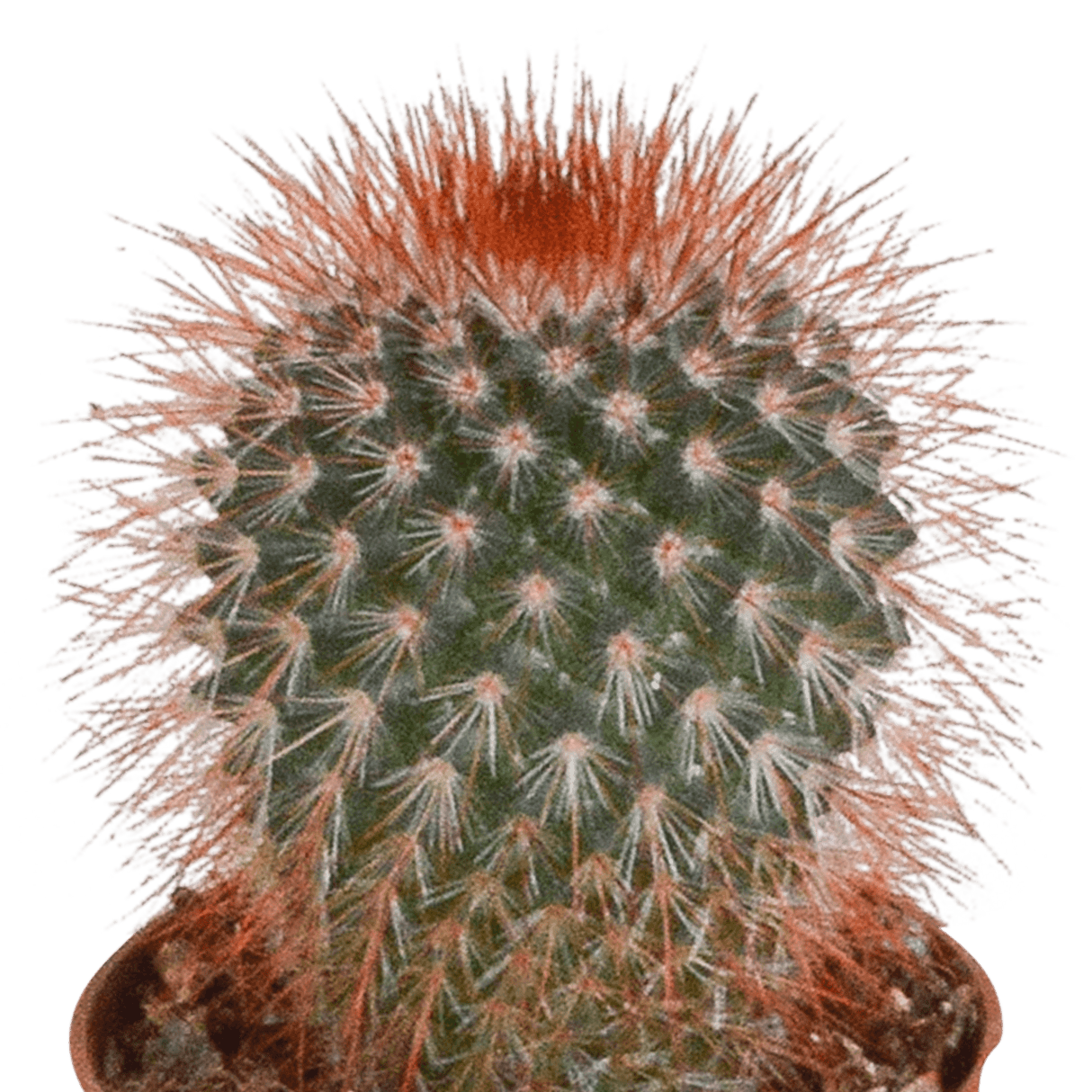 Livraison plante - Cactus, box de 5 plantes - h8cm, Ø5,5cm - cactus et plantes grasses