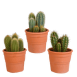 Livraison plante - Cactus et leurs caches-pots terracotta - h15cm, Ø10,5cm - plantes d'intérieur