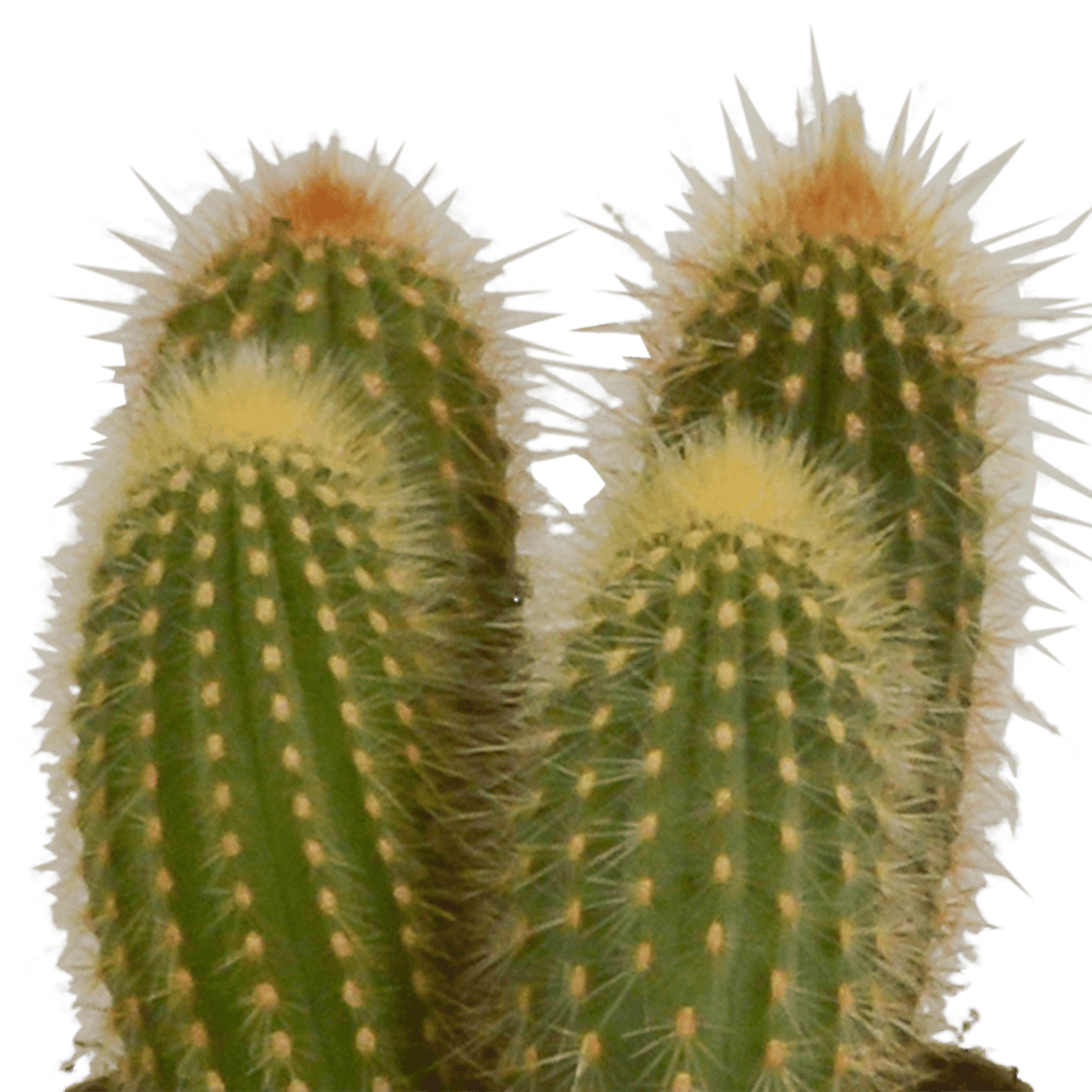 Livraison plante - Cactus et leurs caches-pots terracotta - h15cm, Ø10,5cm - plantes d'intérieur