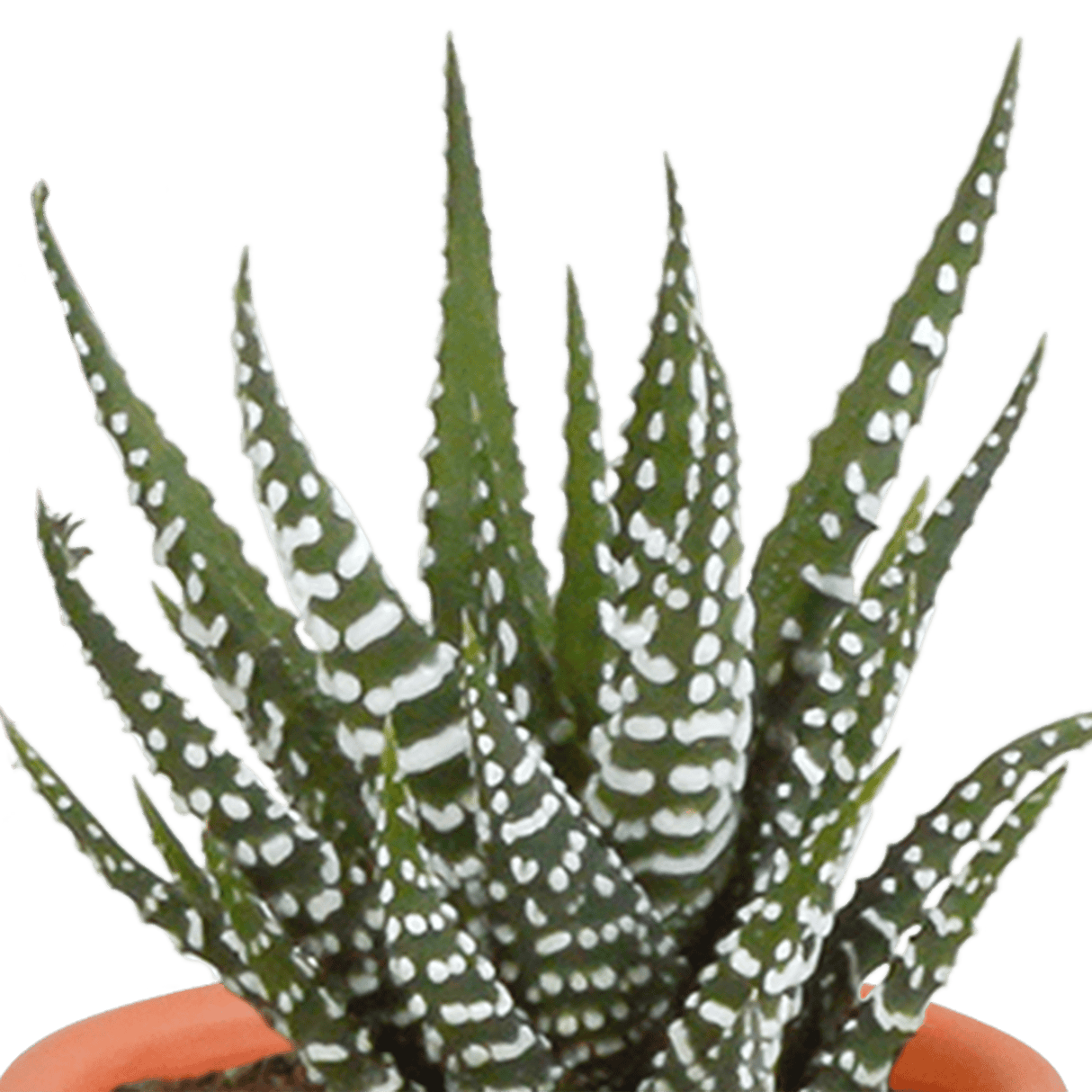 Livraison plante - Cactus et succulentes, box de 15 plantes - h8cm, Ø5,5cm - plantes d'intérieur