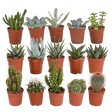 Livraison plante - Cactus et succulentes, box de 15 plantes - h8cm, Ø5,5cm - plantes d'intérieur