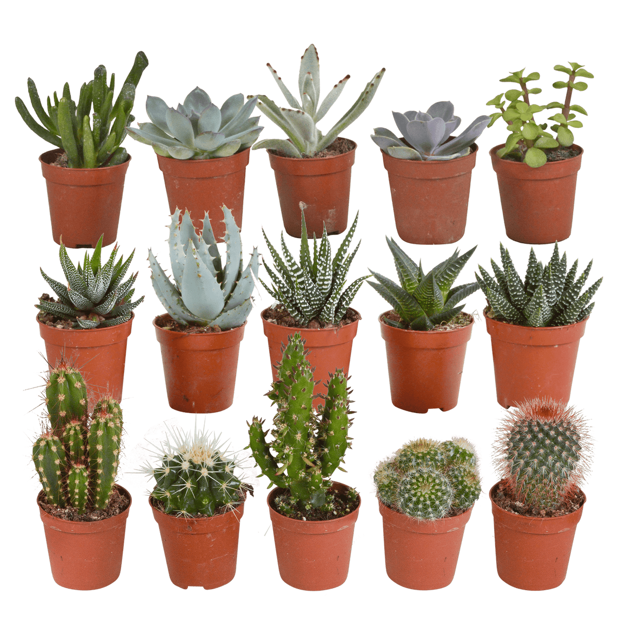 Coffret cactus, succulentes - Lot de 15 plantes, h13cm