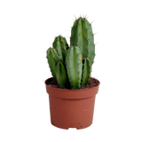 Livraison plante - Cactus Polaskia Chula - h27cm, Ø12cm - plante d'intérieur cactus