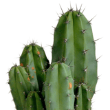 Livraison plante - Cactus Polaskia Chula - h27cm, Ø12cm - plante d'intérieur cactus