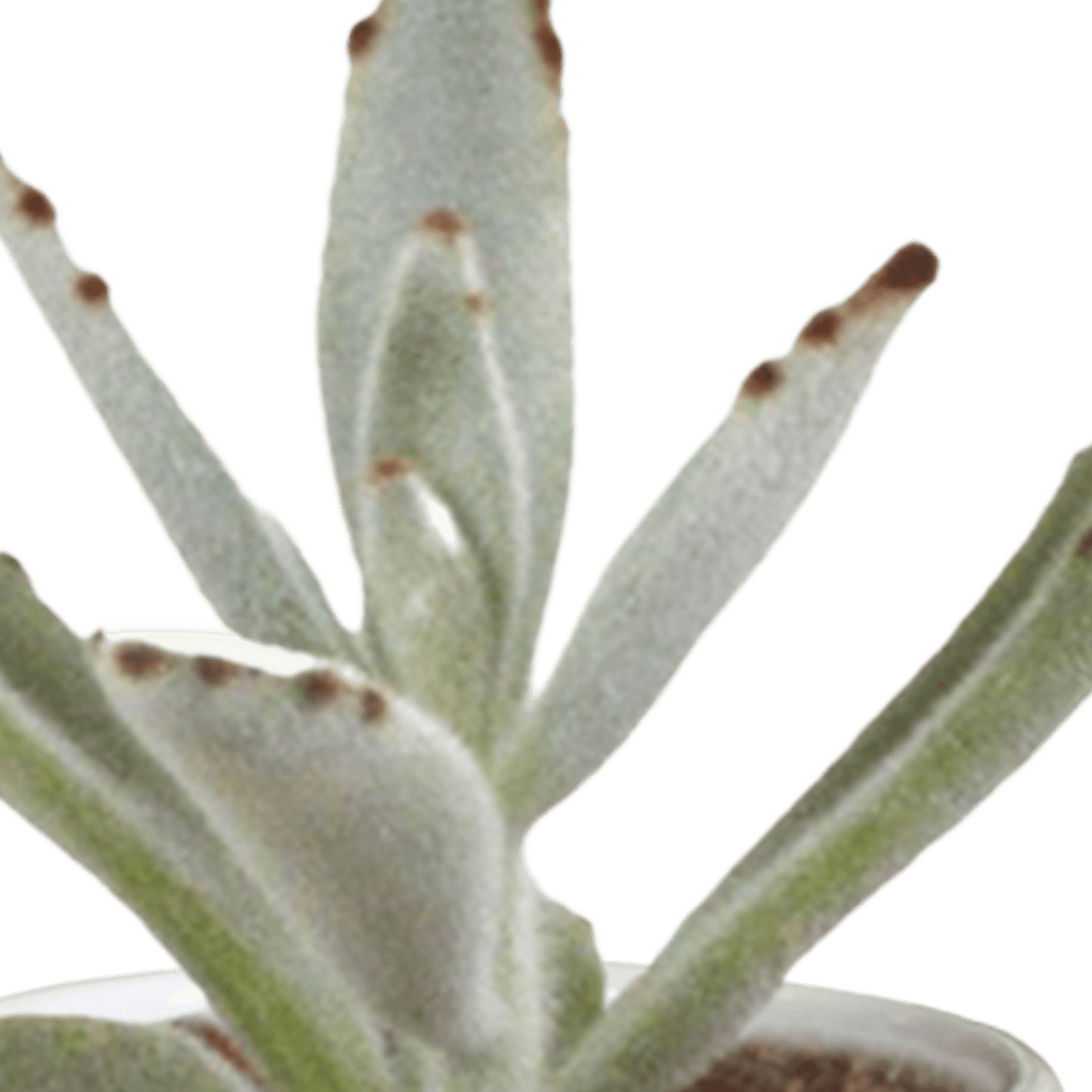 Cactus Décoration de voiture 4pcs Secouer la tête Jouet Vert Succulentes  Plantes en pot Fleur Voiture Intérieur Tableau de bord Accessoires Centre  Console Décoration Création
