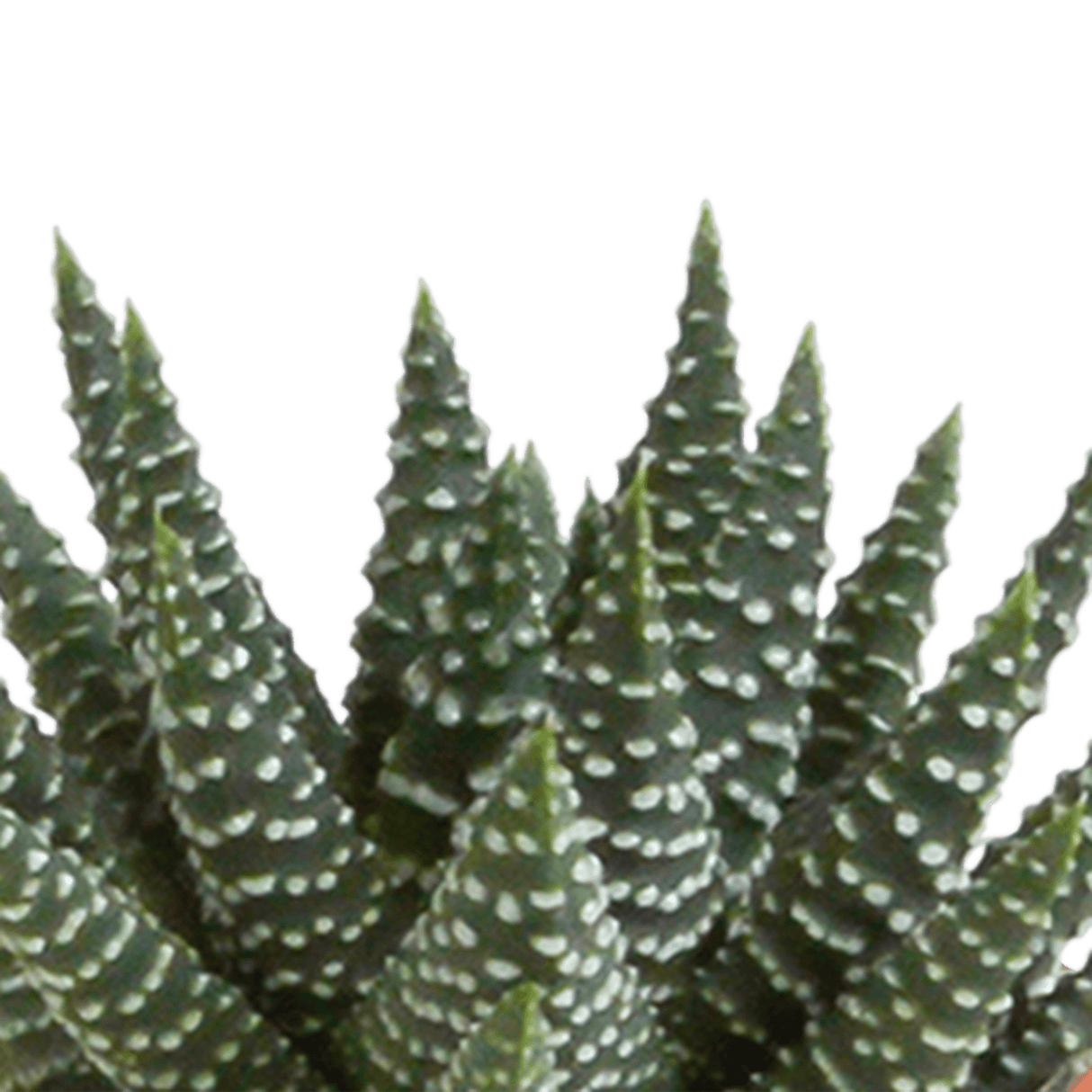 Coffret cactus, succulentes - Lot de 15 plantes, h13cm