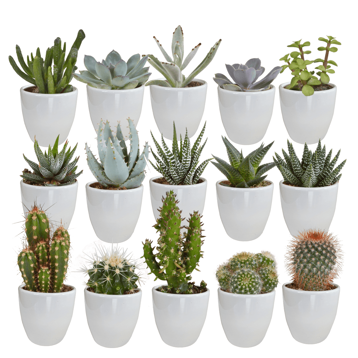 Lot de 20 cactus et succulentes en pot de diamètre 5,5 cm