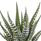 Livraison plante - Cactus, succulentes et leurs caches-pots blanc, box de 15 plantes - h8cm, Ø6cm - plante d'intérieur