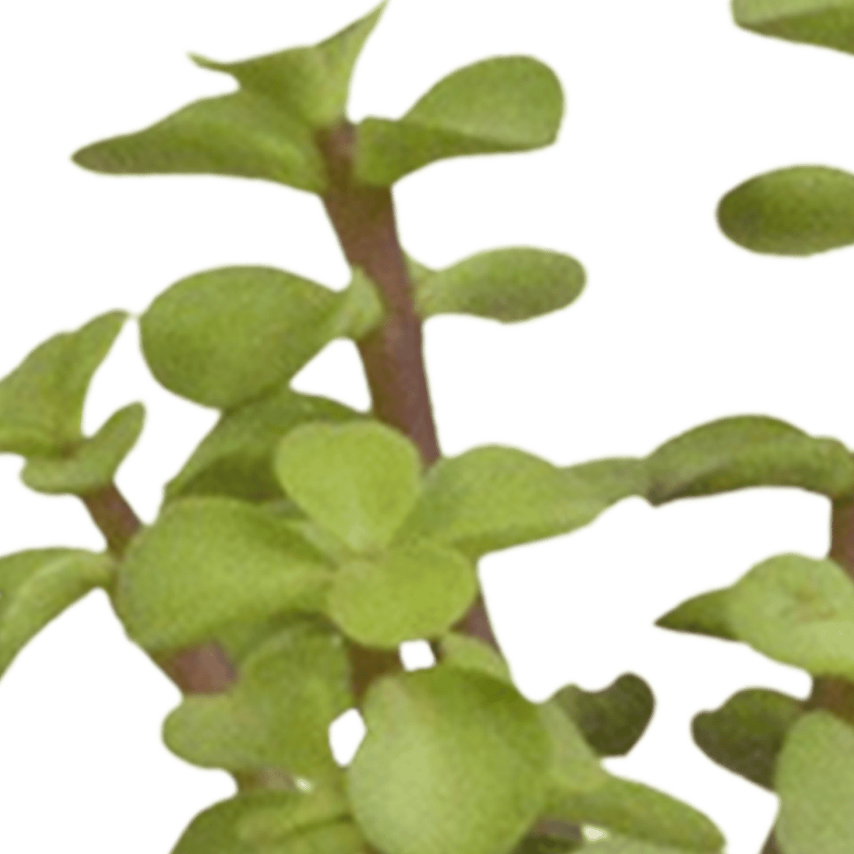 Livraison plante - Cactus, succulentes et leurs caches-pots blanc, box de 15 plantes - h8cm, Ø6cm - plante d'intérieur