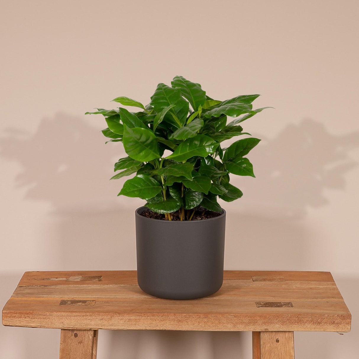 Livraison plante - Caféier Arabica - h25cm, Ø12cm - plante d'intérieur